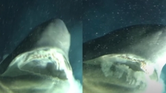 Ερευνητές συνάντησαν σπάνιο καρχαρία: Εικάζεται ότι ζούσε πριν από την εποχή των δεινοσαύρων (vid)