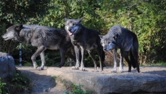 Οι μεταλλαγμένοι λύκοι που εκτέθηκαν στη ραδιενέργεια του Τσερνόμπιλ ανέπτυξαν μια σπάνια υπερδύναμη