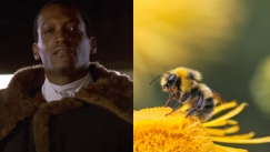 Ο ηθοποιός που ήρθε αντιμέτωπος με 200.000 μέλισσες: Το αστρονομικό ποσό που κέρδισε για κάθε τσίμπημα (vid)
