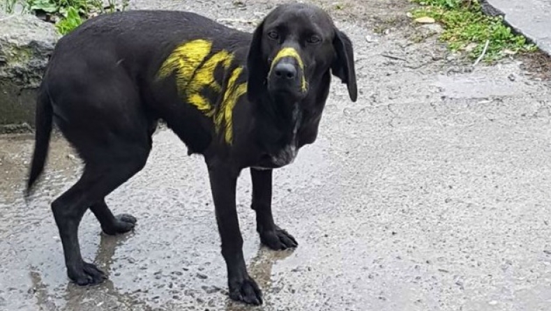 H AEK καταδικάζει το βάψιμο του σκύλου