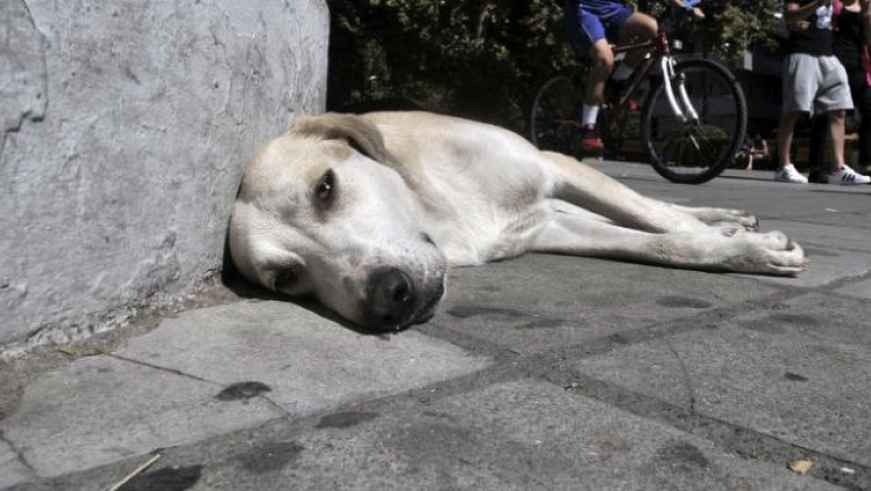 Επικήρυξαν το δολοφόνο εγκύου σκυλίτσας στην Κρήτη για 2.000 ευρώ