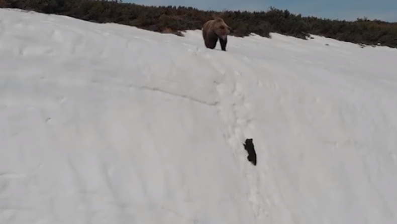 Η καταπληκτική προσπάθεια ενός μικρού αρκούδου να φτάσει στην μητέρα του (vid)