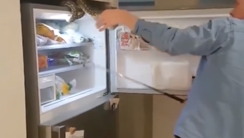Πύθωνας φώλιασε στο ψυγείο οικογένειας και δεν έλεγε να το... κουνήσει! (vid)