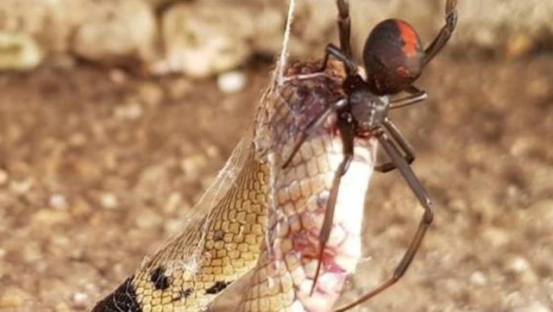 Τρομακτική μονομαχία κόκκινης αράχνης με φίδι με συγκλονιστικό φινάλε (pics)