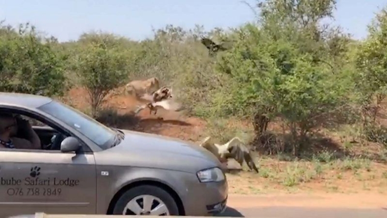 Η στιγμή που ένα λιοντάρι κλέβει μία αντιλόπη από ένα κοπάδι γύπες (vid)