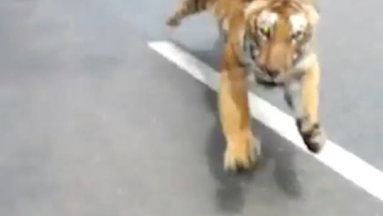 Η στιγμή που μία τίγρης κυνηγάει ένα μηχανάκι με δύο άνδρες (vid)
