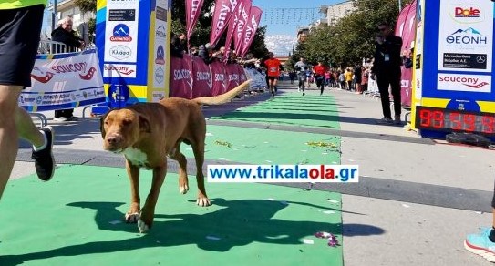 Σκύλος στα Τρίκαλα τρέχει στον ημιμαραθώνιο 