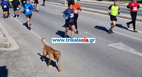 Σκύλος στα Τρίκαλα τρέχει στον ημιμαραθώνιο 