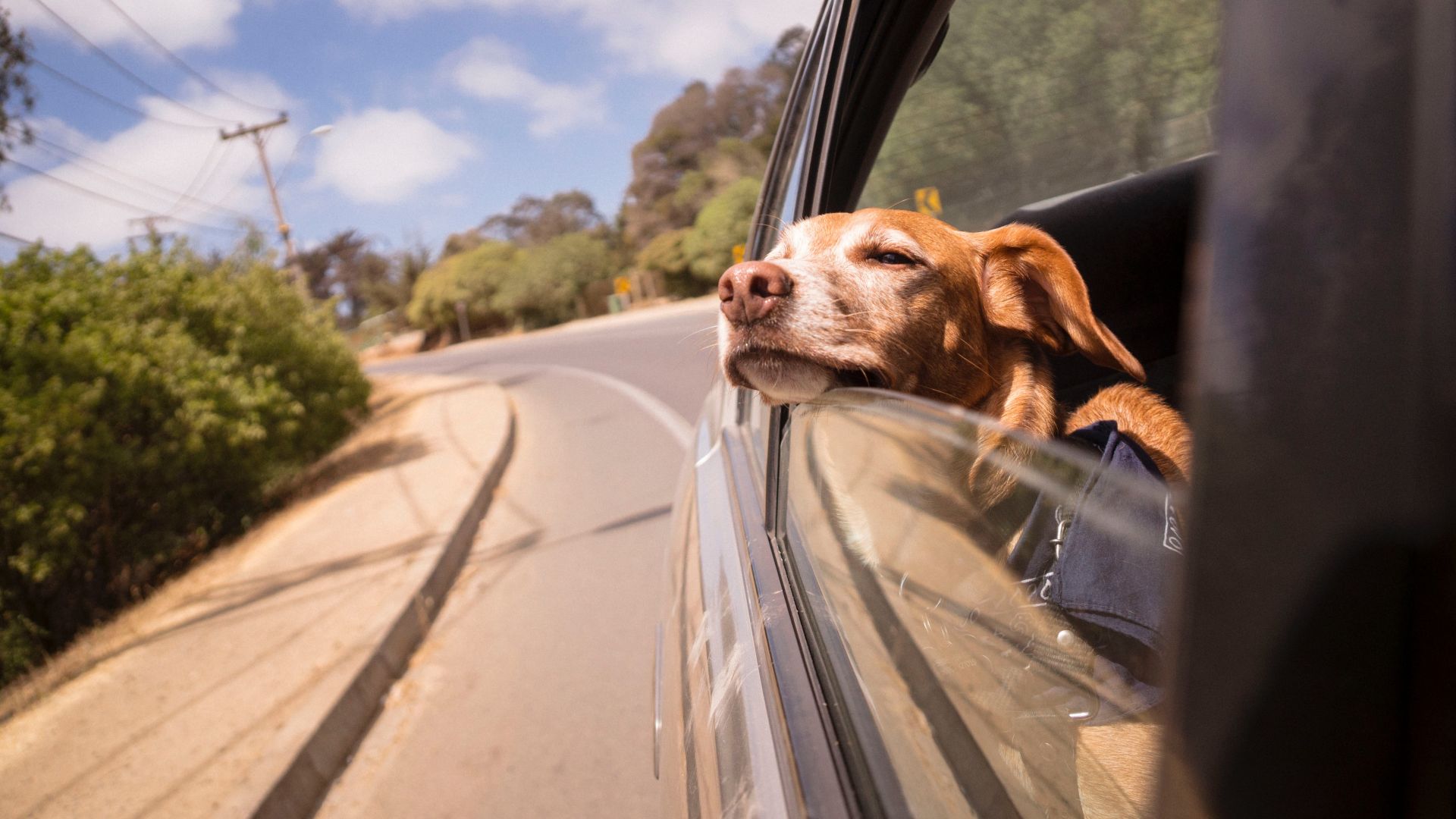 Dog in car