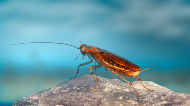 Επιδρομή από ιπτάμενες κατσαρίδες στη Λάρισα: Τα παράπονα των κατοίκων 