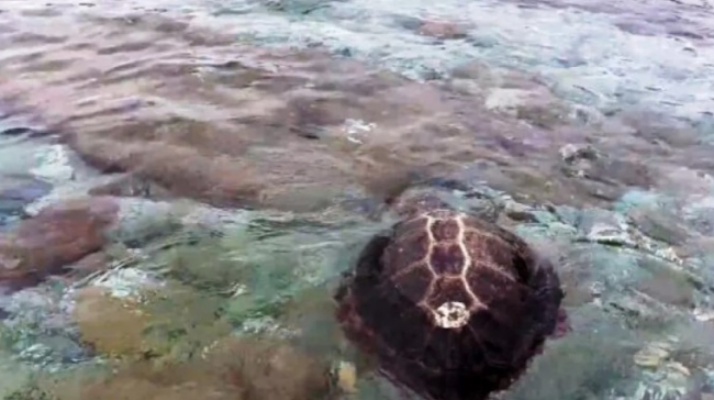 Επίθεση θαλάσσιας χελώνας σε λουόμενη στο Λιμένι: Δέχθηκε ισχυρό δάγκωμα, δείτε φωτογραφίες
