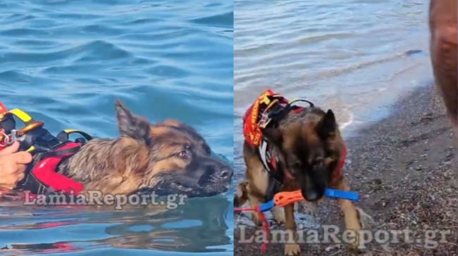 Τρομερός σκύλος - ναυαγοσώστης έσωσε ηλικιωμένο από πνιγμό στα Καμένα Βούρλα