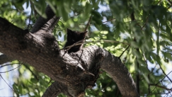 Άντρας βρέθηκε χωρίς τις αισθήσεις του… πάνω σε δέντρο!