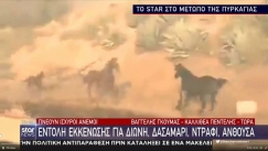 Άλογα τρέχουν ανάμεσα στις φλόγες να σωθούν (vid)