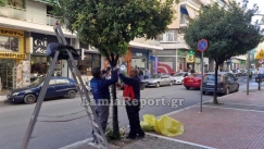 Δημοτικοί υπάλληλοι στη Λαμία στόλιζαν τα δέντρα στους δρόμους και τους έκλεψαν τα εργαλεία μέρα μεσημέρι (vid)