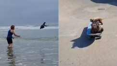  Οι viral κότες που κάνουν surf και skateboard (vid)