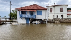 Αποκαρδιωτικές εικόνες με νεκρά ζώα στον Παλαμά: Κραυγή αγωνίας από τους κτηνοτρόφους (vid)