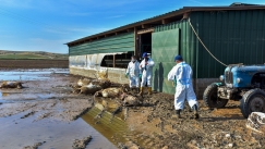 Υγειονομική βόμβα με χιλιάδες νεκρά ζώα στη Θεσσαλία: Μπαίνει στη μάχη της περισυλλογής και ο Στρατός