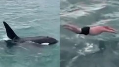 Άμυαλος χτύπησε εσκεμμένα φάλαινα όρκα: Το βίντεο που έχει εξοργίσει τους χρήστες του διαδικτύου (vid)