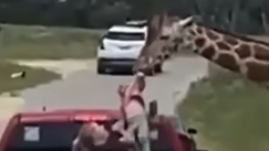  Βίντεο που «κόβει» την ανάσα: Η στιγμή που καμηλοπάρδαλη αρπάζει 2χρονη από το αμάξι των γονιών της