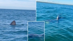 Πήγαν βόλτα με το σκάφος και τους περικύκλωσαν 5 καρχαρίες: Τα «είδαν» όλα (vid)