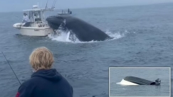 Βίντεο που «κόβει» την ανάσα: Η στιγμή που φάλαινα αναποδογυρίζει καΐκι