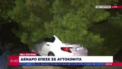 Μεγάλο δέντρο καταπλάκωσε αυτοκίνητα στη Νέα Σμύρνη: Από τύχη δεν υπήρξαν θύματα (vid)