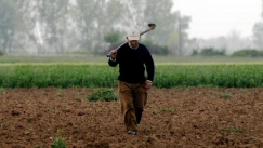 Οι... δέκα ρίζες ελιές στα «δίχτυα» του ΕΦΚΑ!