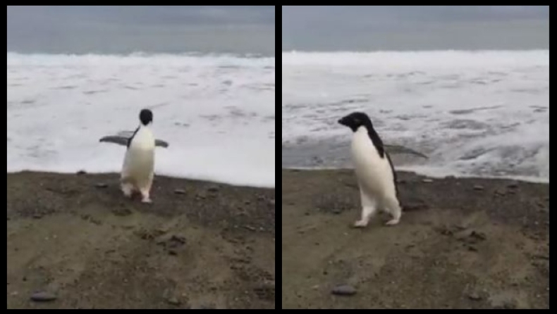 Σπάνιος πιγκουίνος της Ανταρκτικής ταξίδεψε κατά λάθος 3.000 χλμ και βρέθηκε στη Νέα Ζηλανδία (vid)
