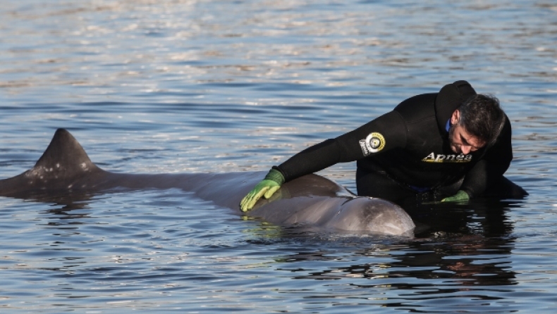 Αγωνία για την φάλαινα στον Άλιμο: «Υποφέρει, έχει λίγες ελπίδες να επανέλθει» (vid)