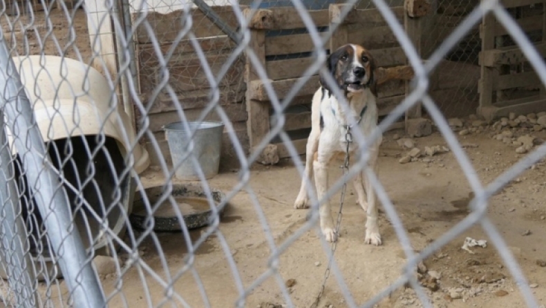 Συλλήψεις για τα κυνοκομεία - κολαστήρια στη Σπάρτη, στο δήμο του Πέτρου Δούκα: Βασανιστήρια και αργός θάνατος για τους σκύλους 