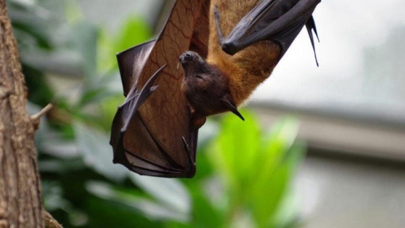 «Πονηρές» νυχτερίδες μιμούνται τις σφήκες για να μην τις φάνε οι κουκουβάγιες