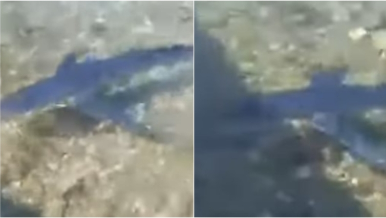 Γαλάζιος καρχαρίας έκανε την εμφάνισή του στον Μύτικα Αιτωλοακαρνανίας (vid)