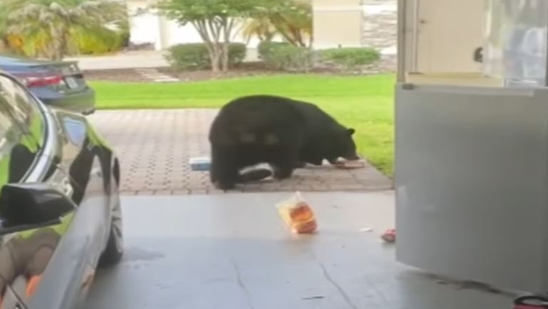 Η στιγμή που μια λαίμαργη αρκούδα στη Φλόριντα αρπάζει σνακ από ψυγείο σπιτιού (vid)