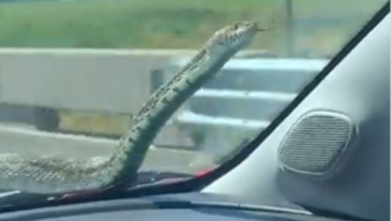 Σοκαριστική στιγμή: Αμερικανίδα κοίταξε τον καθρέφτη του αυτοκινήτου της και αντίκρισε ένα φίδι (vid)