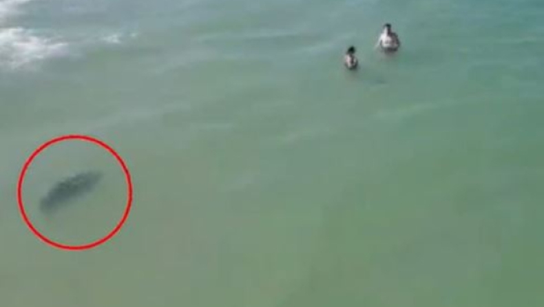 Βίντεο που κόβει την ανάσα: Κολυμπούσαν αμέριμνοι και δίπλα τους βρισκόταν μαύρος καρχαρίας