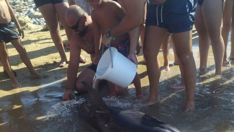 Οι αγωνιώδεις προσπάθειες να σώσουν δελφίνι στην Κρήτη, που τελικά δεν τα κατάφερε (vid)