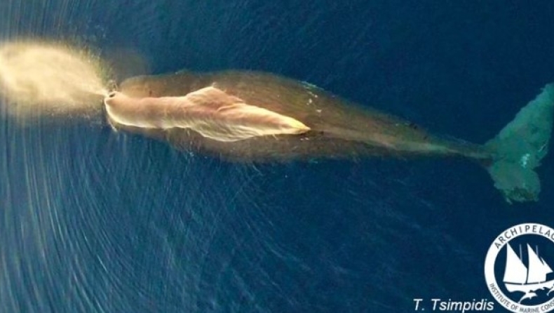 Εντυπωσιακή φωτογραφία από φάλαινα-φυσητήρα που ζει μεταξύ Χίου, Ικαρίας, Σάμου