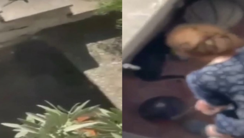 Βίντεο-ντοκουμέντο: Εξοργιστικές εικόνες με ηλικιωμένη να κακοποιεί ετοιμοθάνατη γάτα ενώ της είχε ρίξει φόλα νωρίτερα 