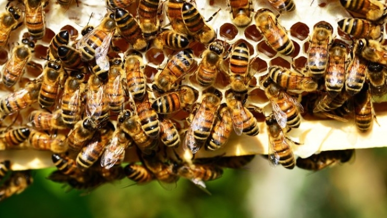Μια γυναίκα στις ΗΠΑ κατηγορείται ότι επιτέθηκε σε αστυνομικούς με... μέλισσες