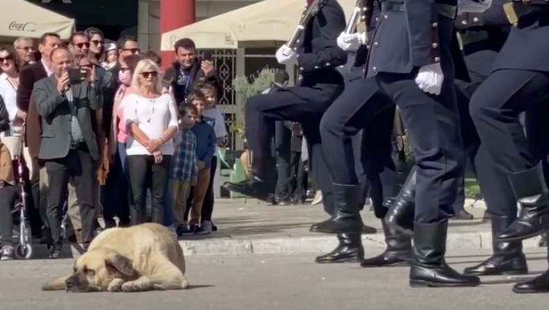 Ο πιο χαλαρός σκύλος της Θεσσαλονίκης: Δεν τον αγγίζει ούτε η παρέλαση (vid)