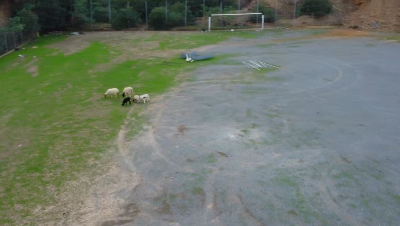 Απίστευτο περιστατικό στην Κρήτη: Έβαλαν πρόβατα σε ποδοσφαιρικό γήπεδο και έφαγαν το γρασίδι (vid)