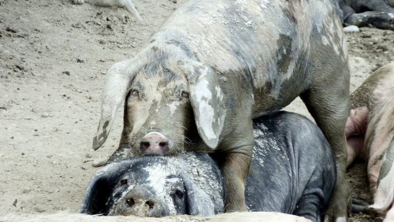 Ακόμη και στα γουρούνια, κάποια μεσολαβούν ως ειρηνοποιοί στους τσακωμούς των άλλων! (vids)