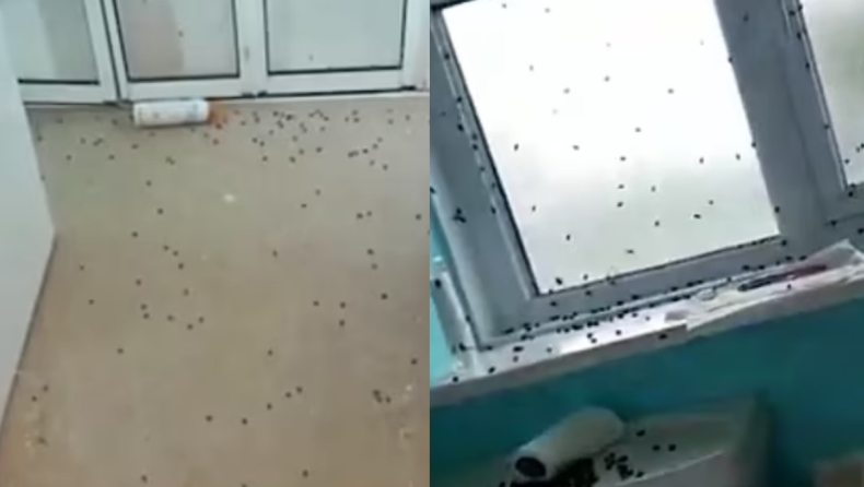 Απελπισμένη γυναίκα στην Αγγλία μένει σε σκηνή, αφού το σπίτι της έχει «καταληφθεί» από εκατοντάδες ενοχλητικές μύγες (vid)