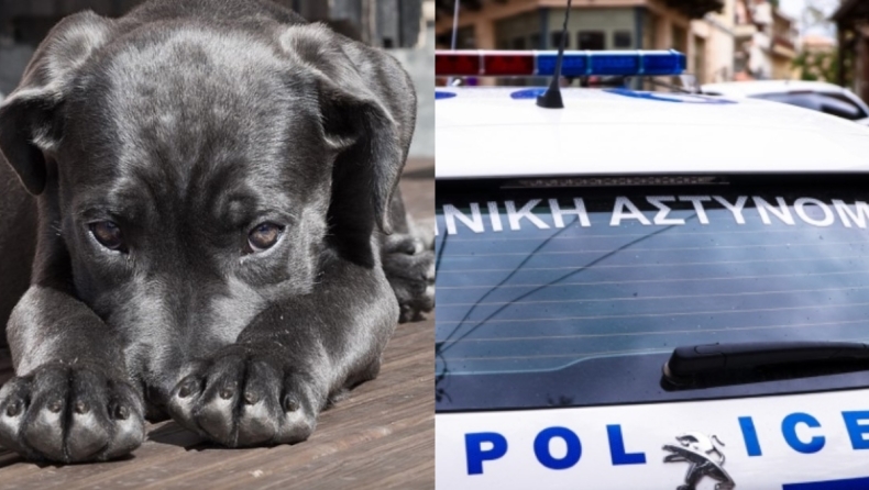 Φρίκη για την κακοποίηση σκυλιού στην Πάτρα: «Το έσερνε 1,5χιλιόμετρο, είχε γεμίσει η άσφαλτος με αίματα» (vid)