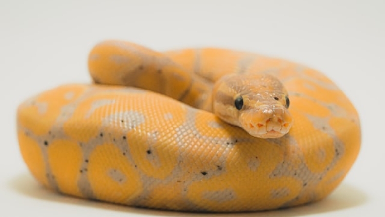  Η επιστήμη απεφάνθη: Τα φίδια έχουν κλειτορίδα