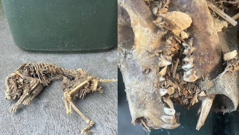 Ένοικος σπιτιού βρήκε ανατριχιαστικό σκελετό ζώου κρυμμένο πίσω από ντουλάπι 