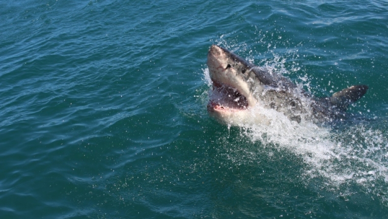 Νεκρός άνδρας από επίθεση καρχαρία σε διάσημη παραλία της Νέας Καληδονίας (vid)