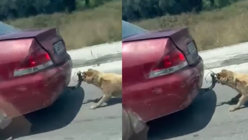 Κτηνωδία στη Ζάκυνθο: Ελεύθερος χωρίς περιοριστικούς όρους ο 75χρονος που έσερνε σκυλάκι με το αμάξι (vid)