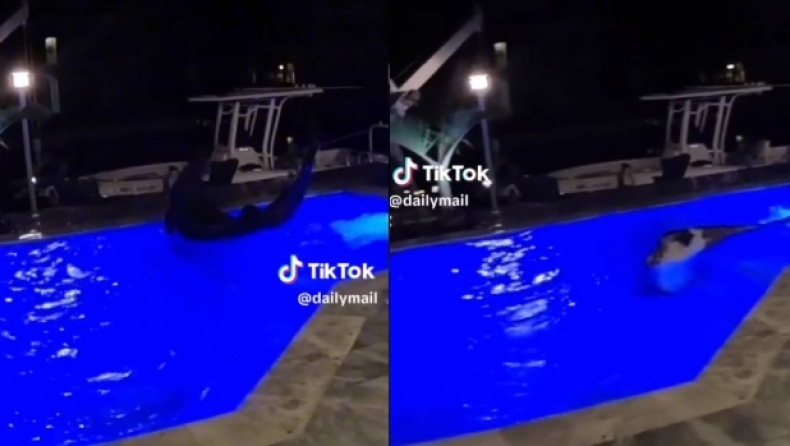 Κροκόδειλος στη Φλόριντα ζεστάθηκε και αποφάσισε να κάνει βουτιά σε πισίνα (vid)